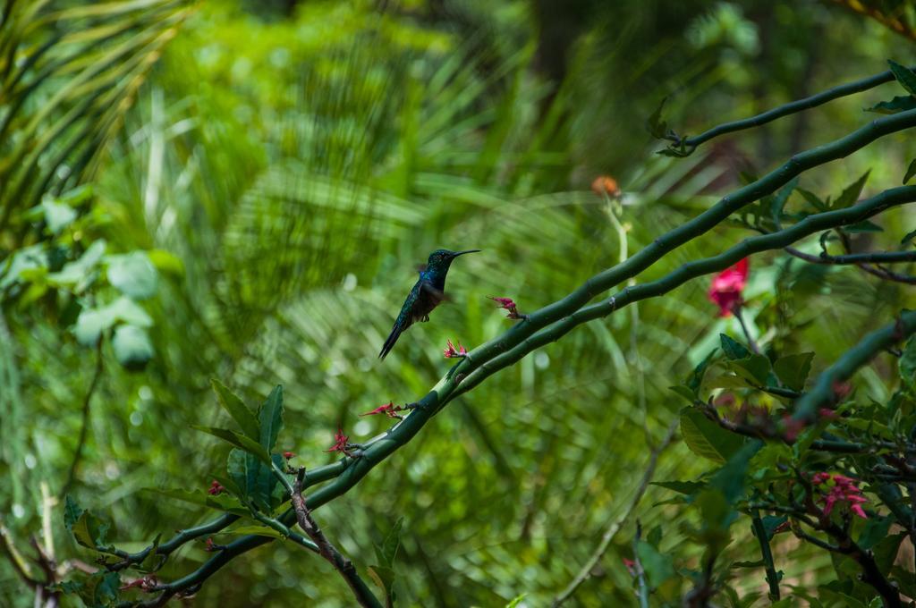 Pousada Vovo Alice Serra do Cipo National Park Exterior photo